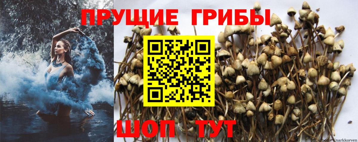 Псилоцибиновые грибы GOLDEN TEACHER Нефтекумск
